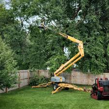 How Our Tree Care Process Works  in Woodbury, NJ